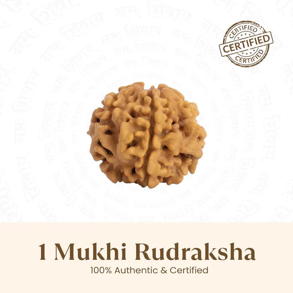 Nepal Origin 1 Mukhi Rudraksha - 18mm - 22mm