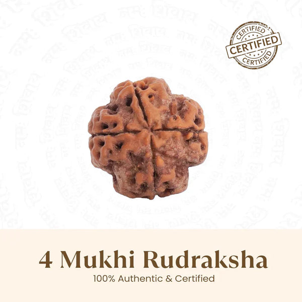 Nepal Origin 4 Mukhi Rudraksha - 18mm - 22mm